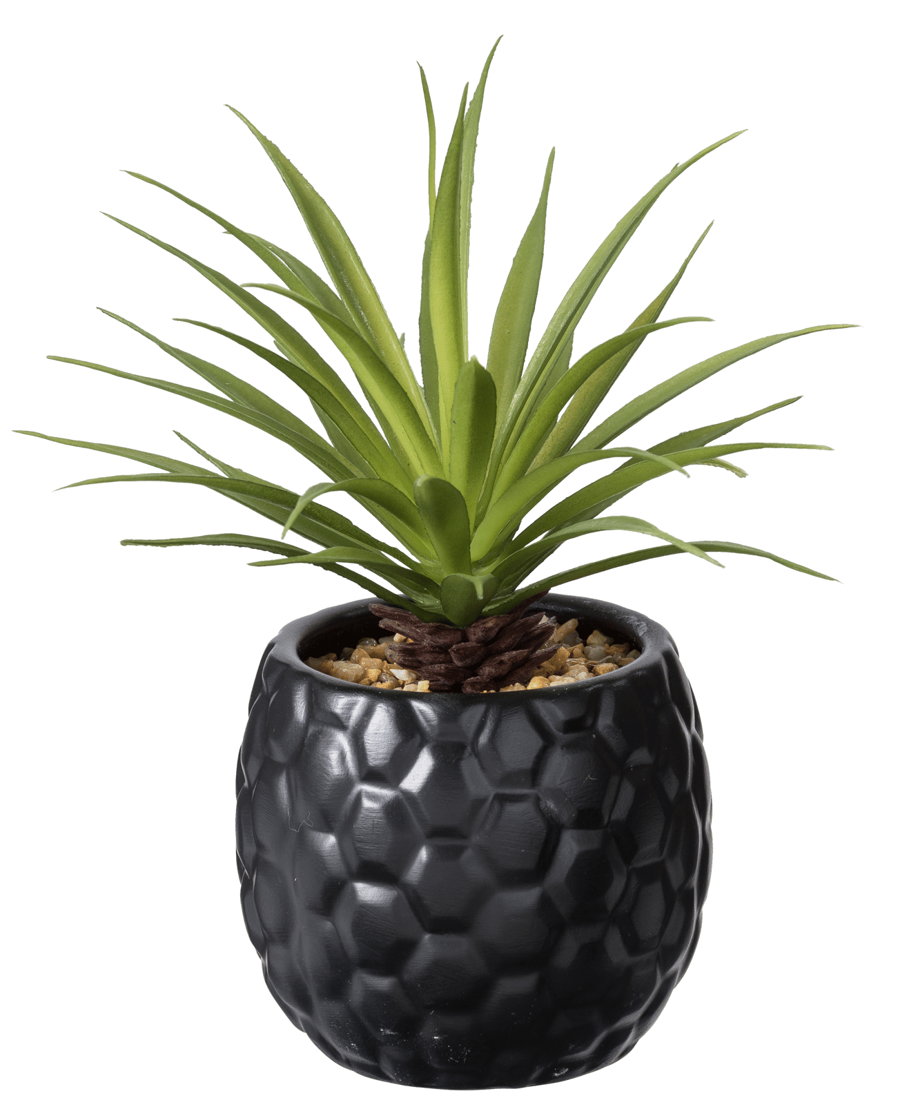 PINA Plante d'ananas en pot noir