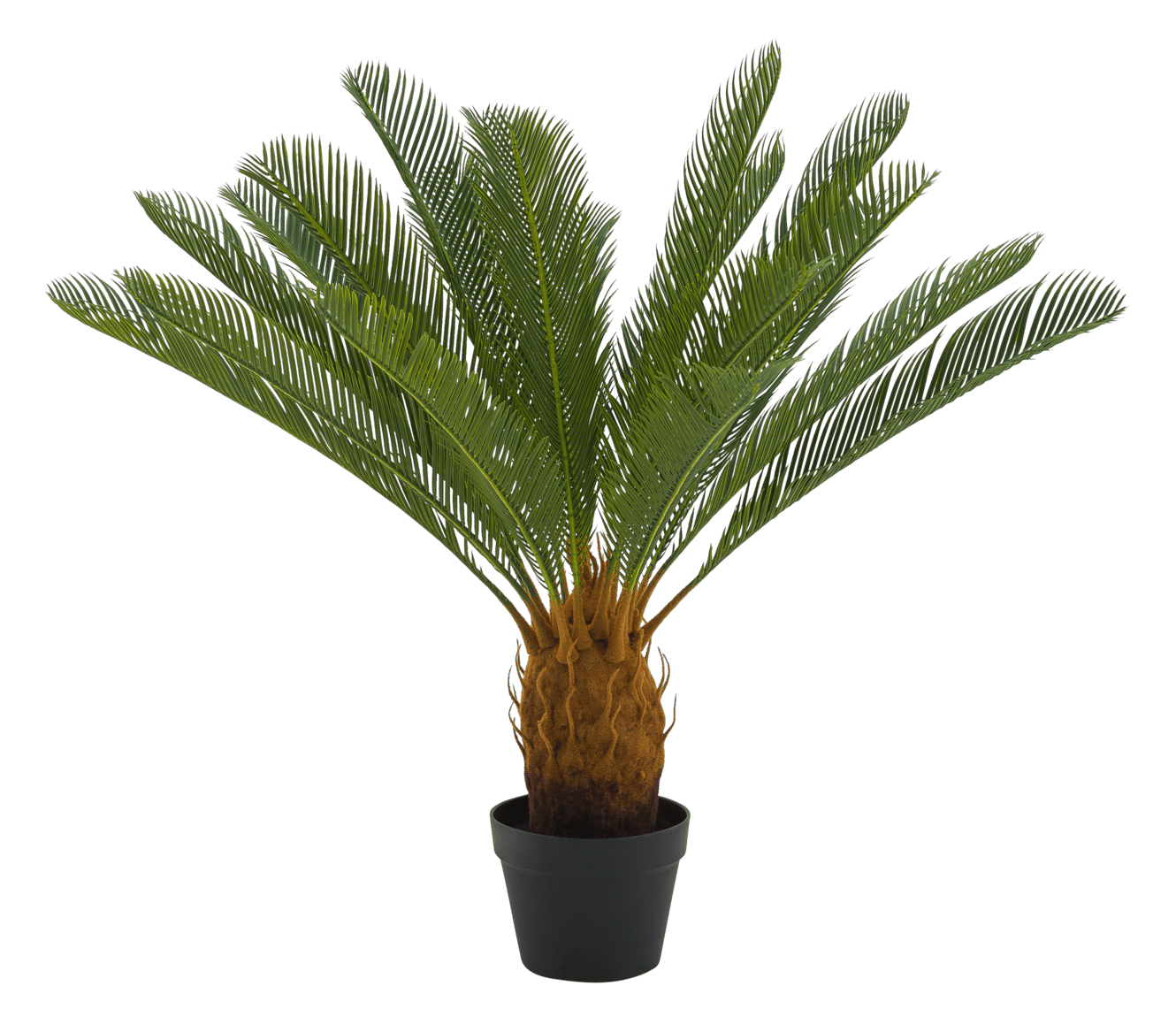 CYCAS Palmboom groen