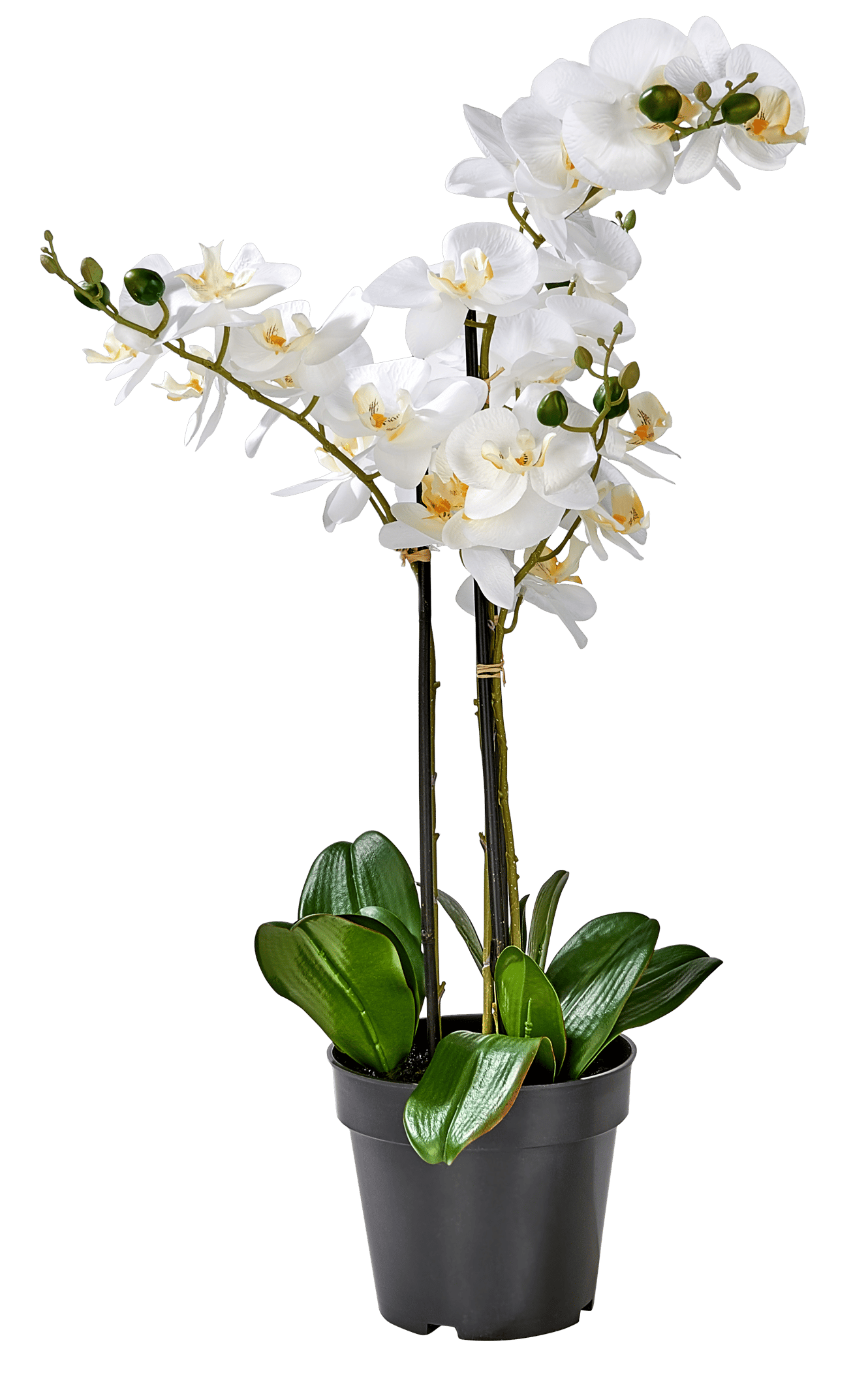 ORCHID Orquídea em vaso branco