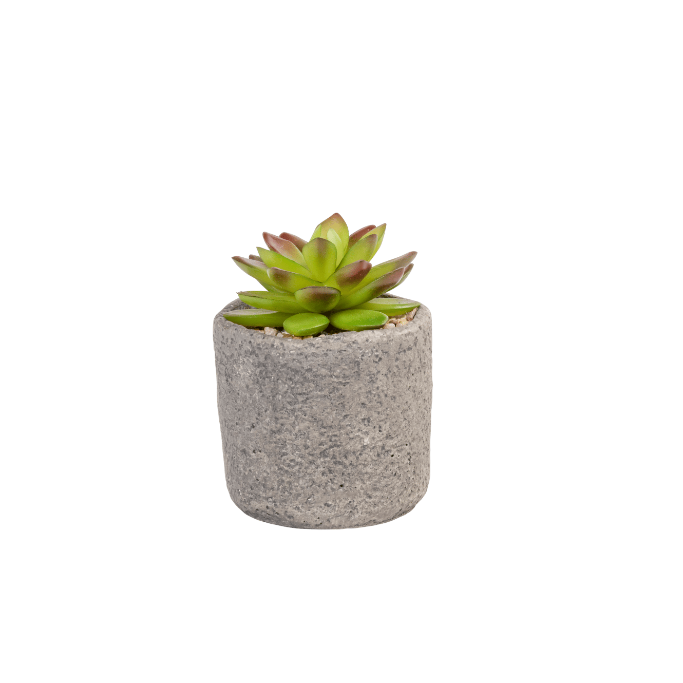 GRANIT Plante grasse en pot vert