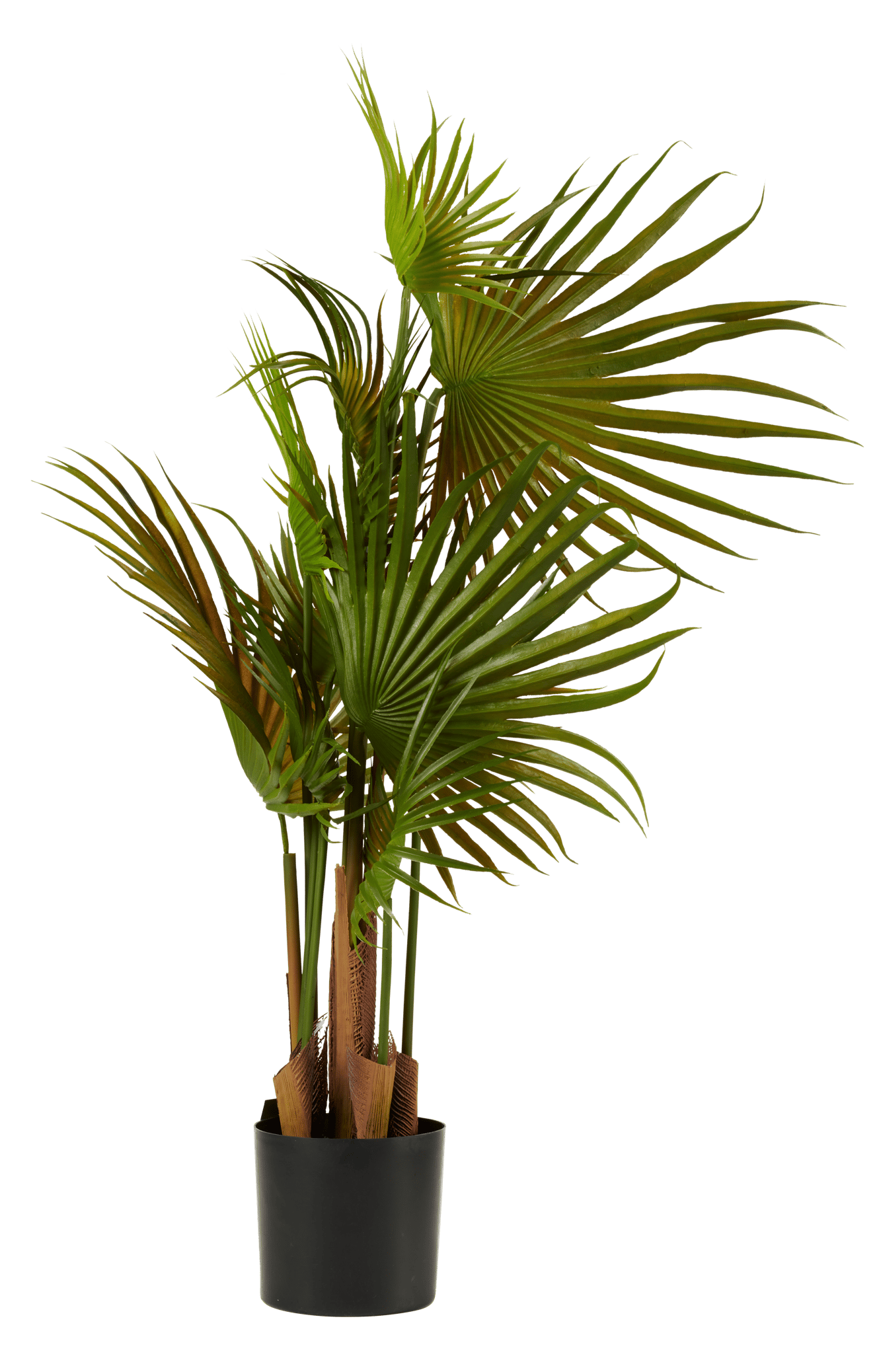 ARECA Palma verde