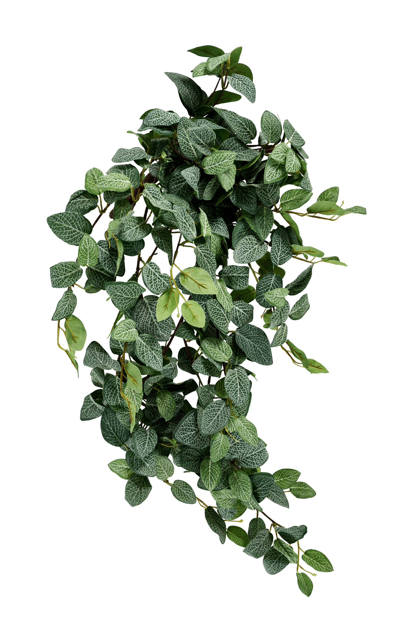 FITTONIA Ghirlanda di foglie verde