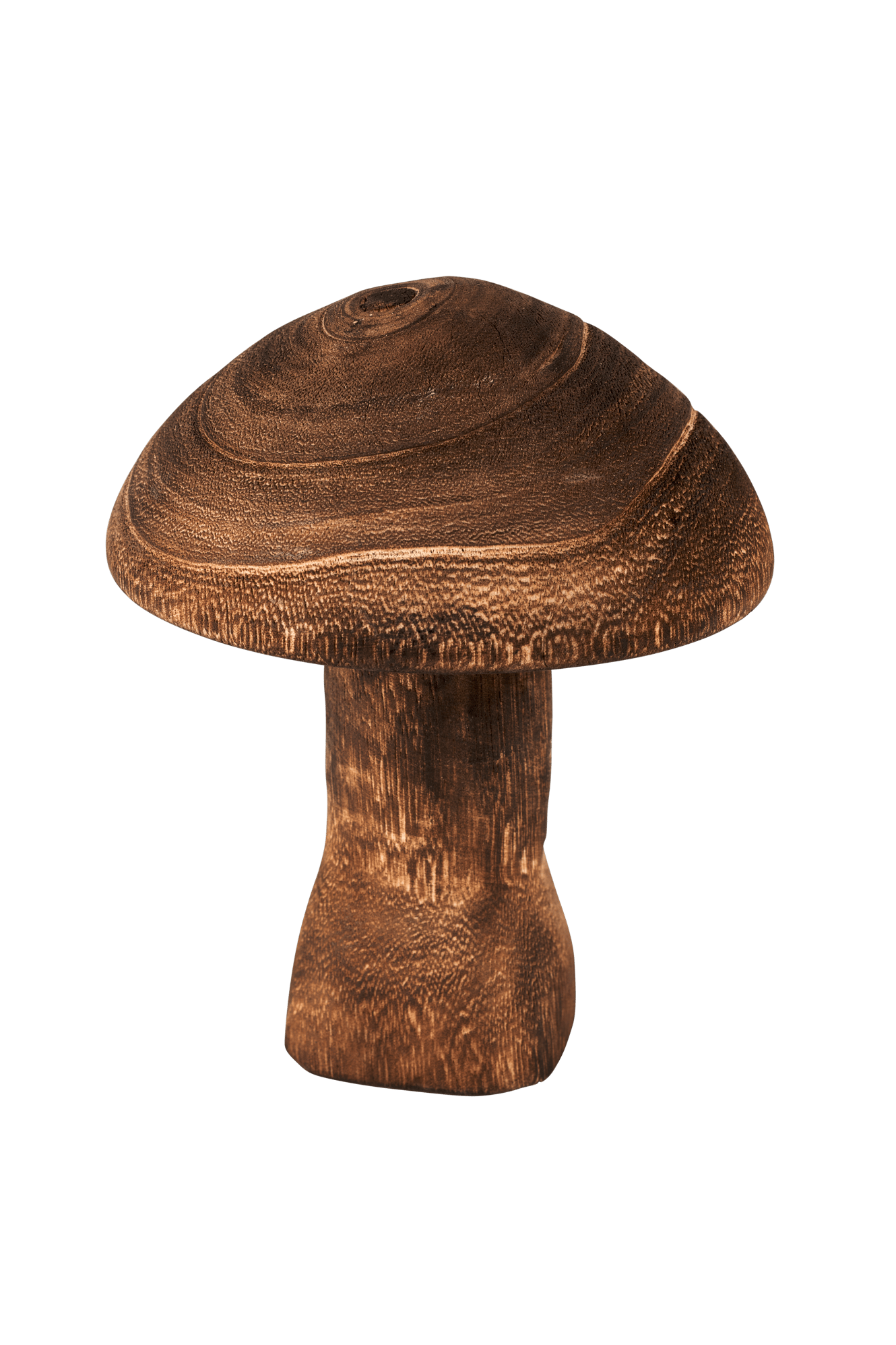 PAULO Champignon brun