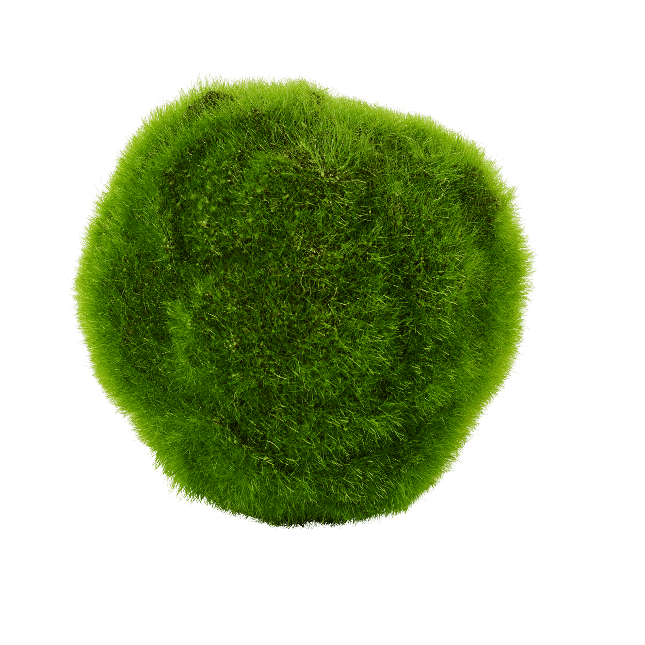 MOSS Sfera di muschio verde