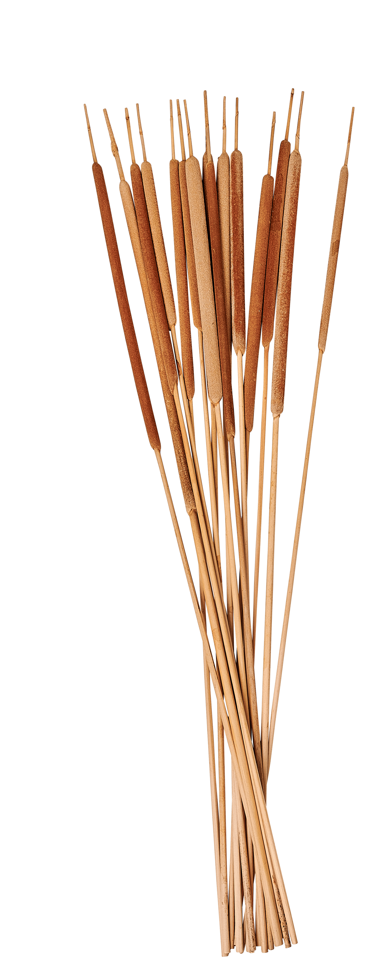 TYPHA Schilfrohrstängel Set von 15 Naturell