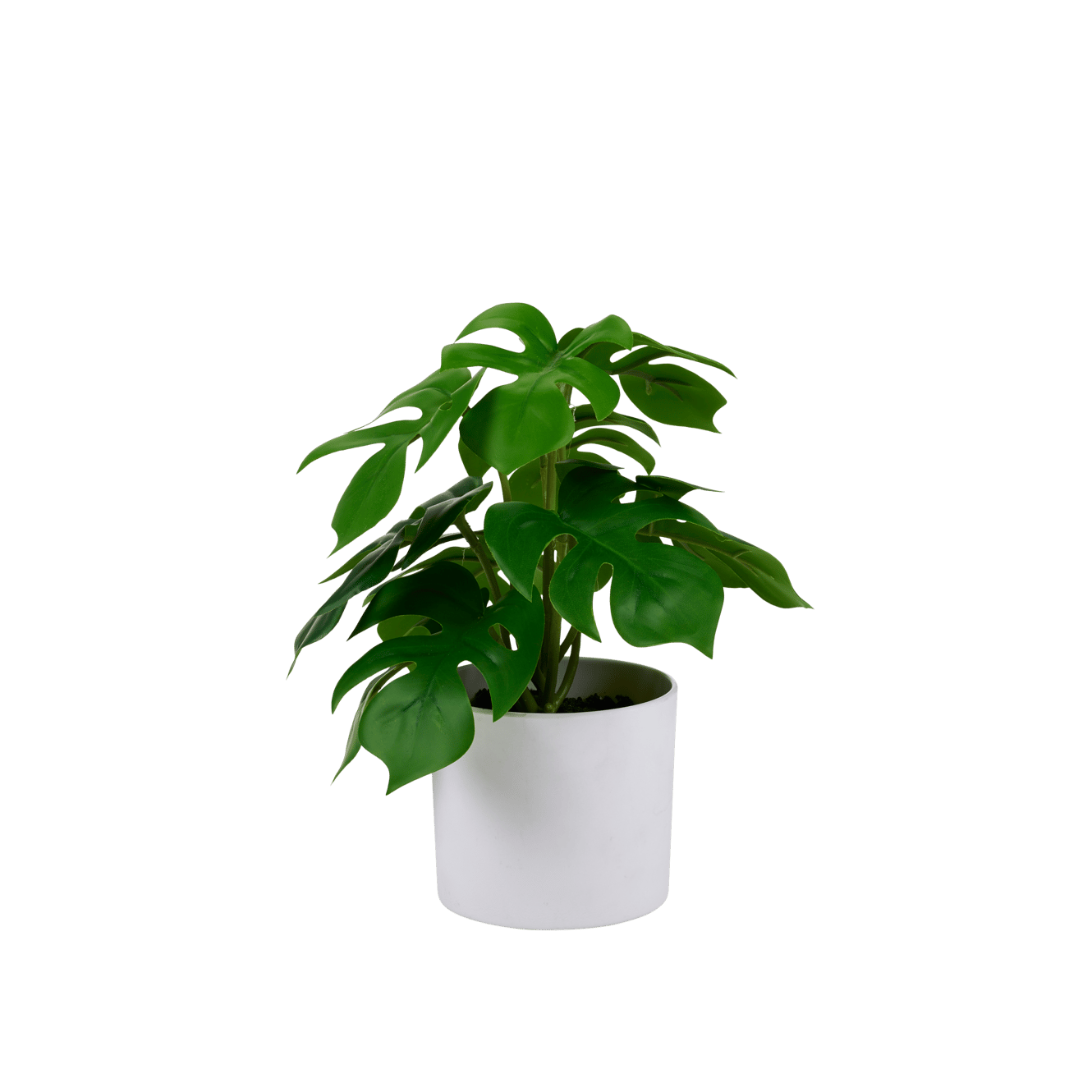 MONSTERA Pianta vari colori