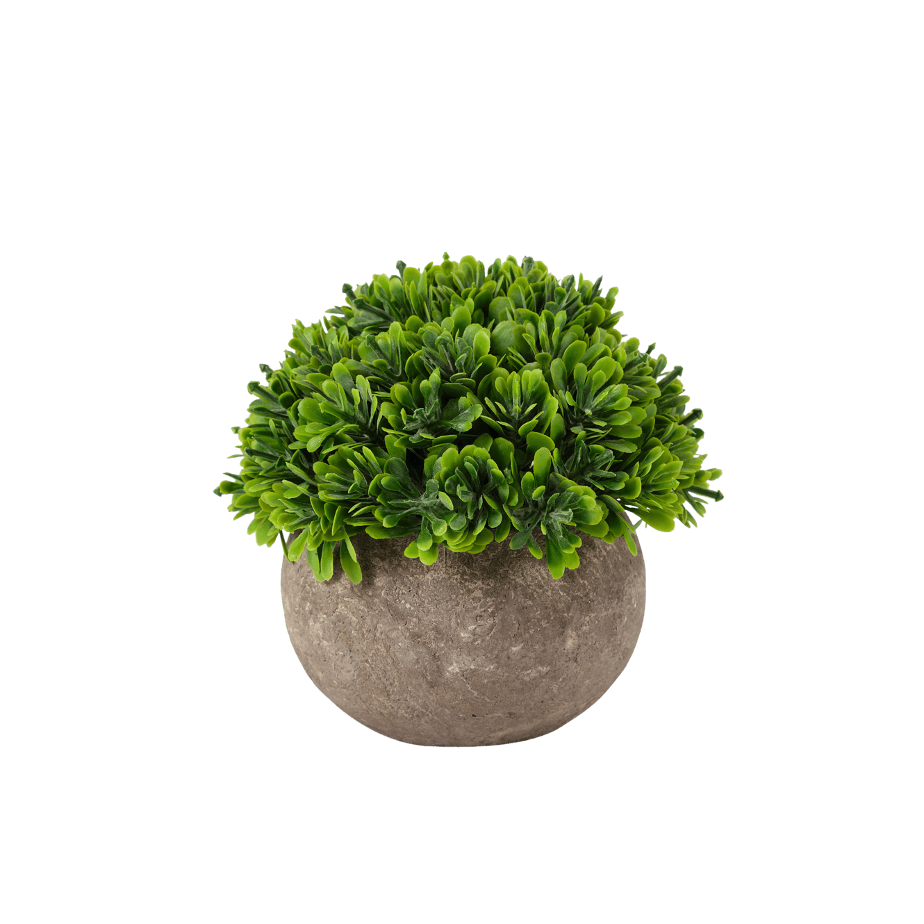 BUXUS Plante diverses couleurs