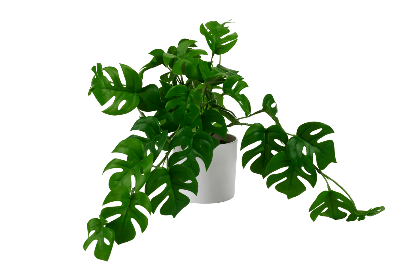 MONSTERA Plant diverse kleuren, wit, groen