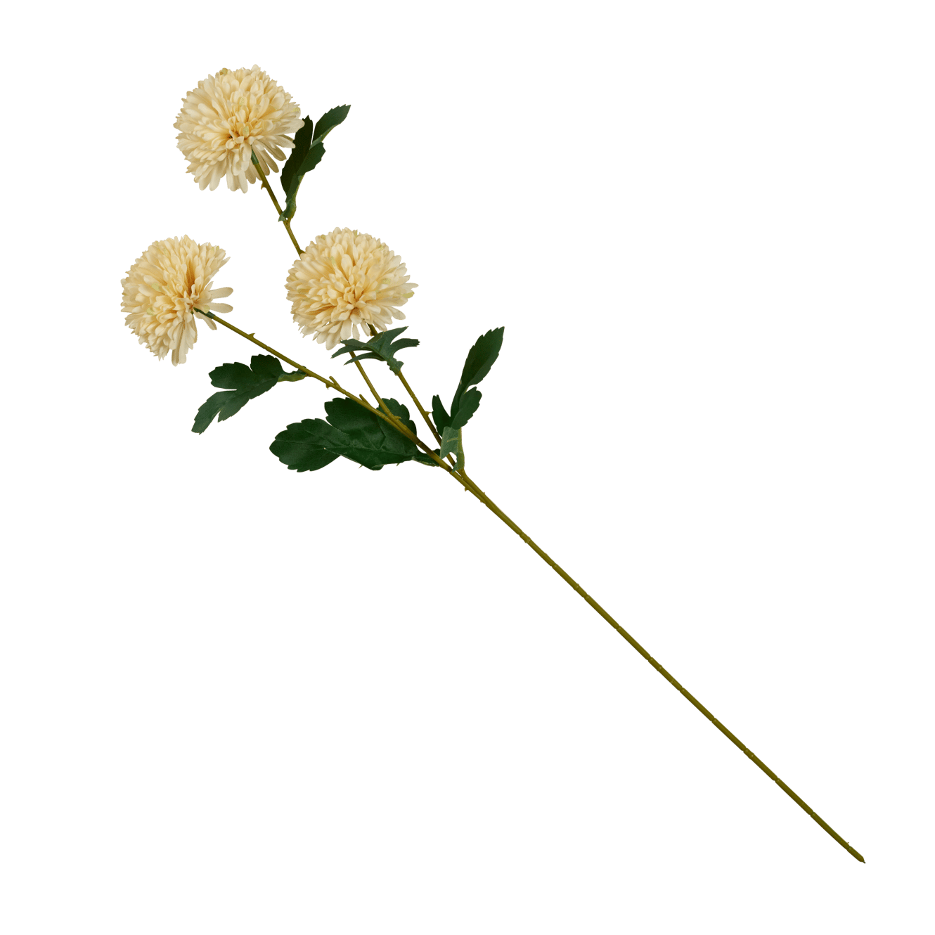 CHRYSANTHEMUM Beige