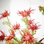 RUBY Planta artificial rojo L 57 cm