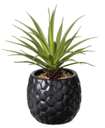 PINA Pianta d'ananas in vaso nero H 16 cm - Ø 6 cm