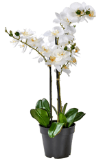 ORCHID Orquídea em vaso branco L 68 cm - Ø 19 cm