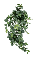 FITTONIA Ghirlanda di foglie verde L 54 cm