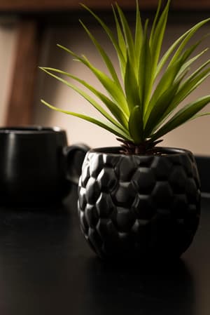 PINA Piña en tarro negro