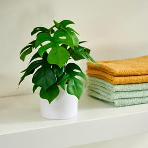 MONSTERA Pflanze Diverse Farben