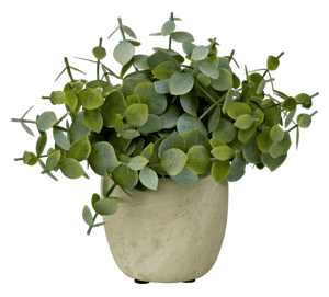 TERRA Plant in pot wit, groen