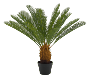 CYCAS Palmboom groen