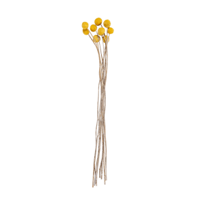 CRASPEDIA Bouquet de fleurs séchées jaune 