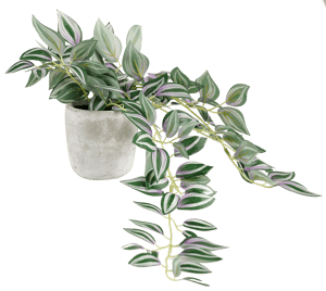 CALATHEA Hangplant grijs, groen, paars H 22 x B 22 x L 45 cm