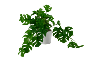 MONSTERA Planta diversas cores, branco, verde H 30,5 x W 40,5 cm - Ø 28 cm