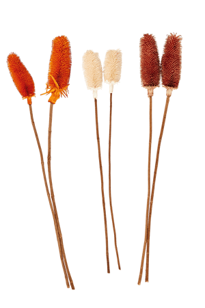 DIPSACUS Karden