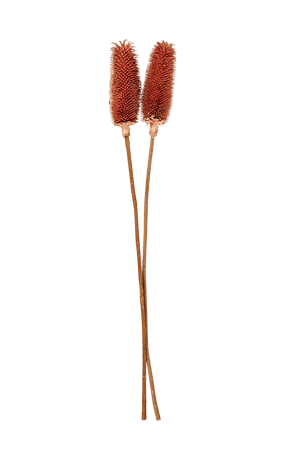 DIPSACUS Cardère brun