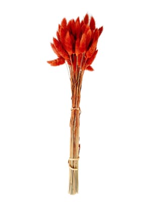 LAGURUS Hazenstaart rood L 40 cm