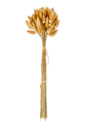 LAGURUS Samtgras Braun L 40 cm