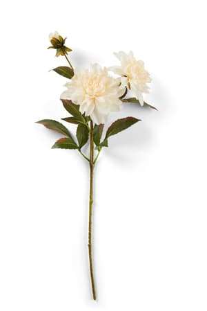 DAHLIA Tige de fleurs crème Long. 70 cm