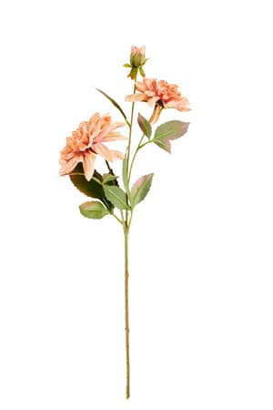 DAHLIA Tige de fleurs Pêche Long. 70 cm