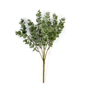 EUCALYPTUS Branche d'eucalyptus vert