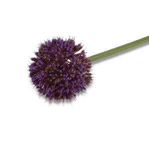 ALLIUM Sierui paars