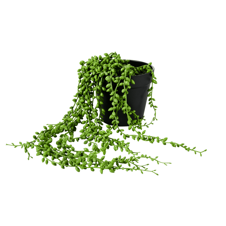 SENECIO Plante à pois suspendue vert H 53,4 cm - Ø 15,3 cm