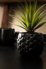 PINA Ananaspflanze In Topf Schwarz H 16 cm - Ø 6 cm