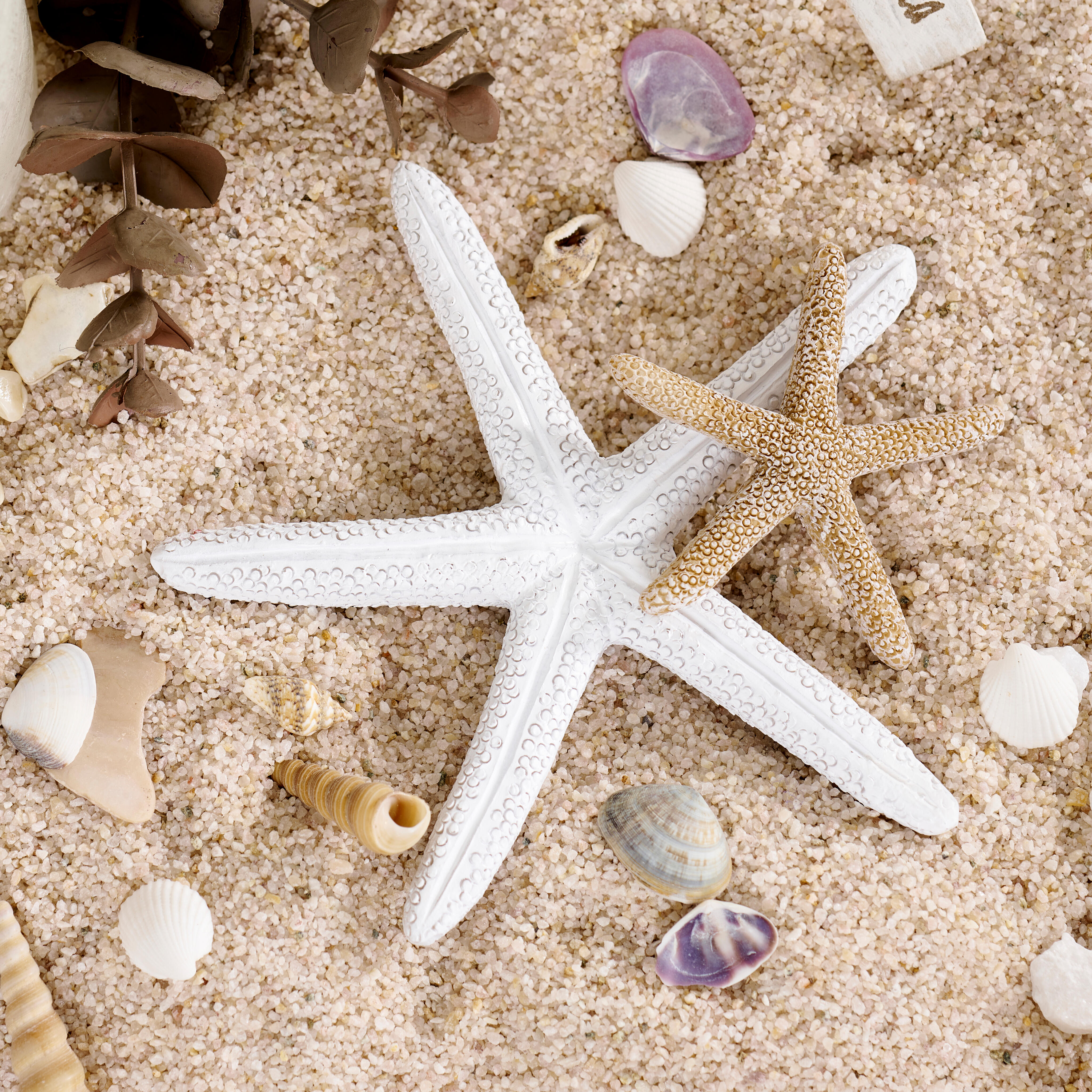 Estrella de mar blanca común 2 PC Estrella de mar pequeña Boda en la playa Estrella  de mar blanca Decoración del hogar costero Decoración náutica Suministro de  conchas marinas -  España