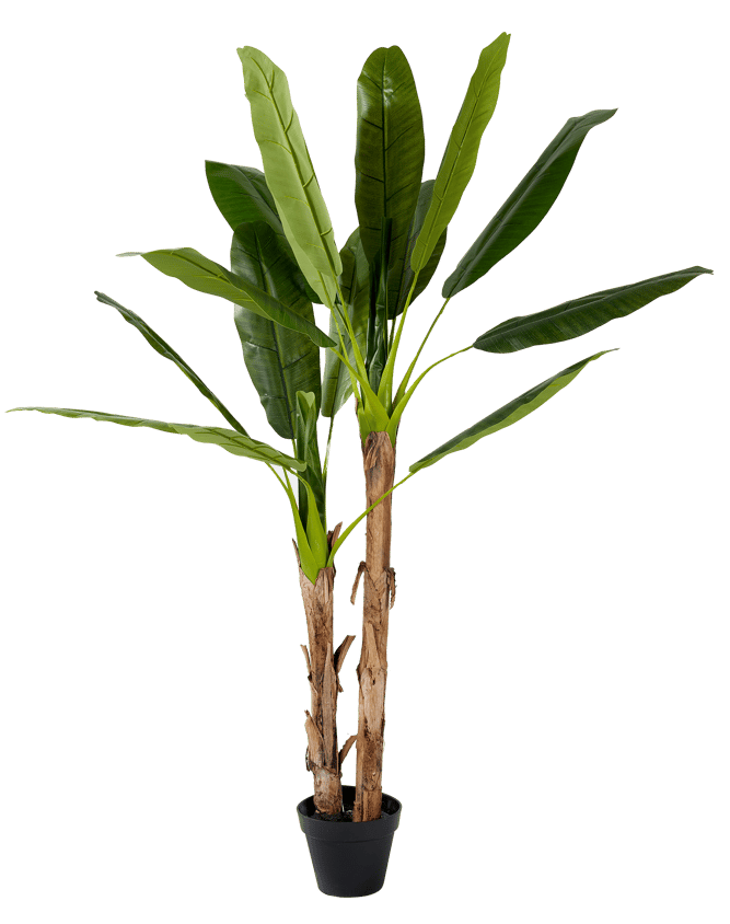 BANANA Banano verde H 180 cm - Ø 20 cm