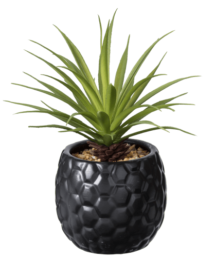 PINA Plante d'ananas en pot noir H 16 cm - Ø 6 cm