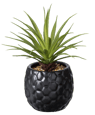 PINA Planta ananás em vaso preto H 16 cm - Ø 6 cm