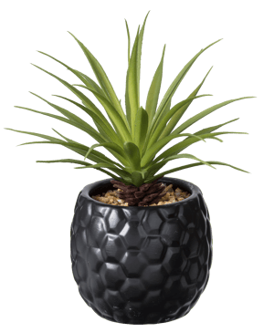 PINA Plante d'ananas en pot noir H 16 cm - Ø 6 cm