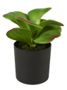 MOHAVE Kunstfettpflanze In Topf 6 Formen Grün H 25 cm - Ø 11 cm