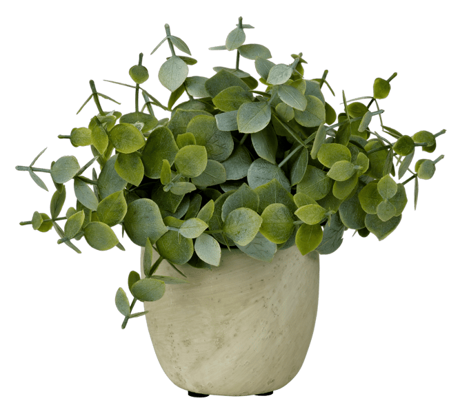 TERRA Planta en maceta blanco, verde A 19 cm - Ø 6 cm