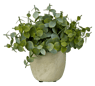 TERRA Plant in pot wit, groen H 19 cm - Ø 6 cm