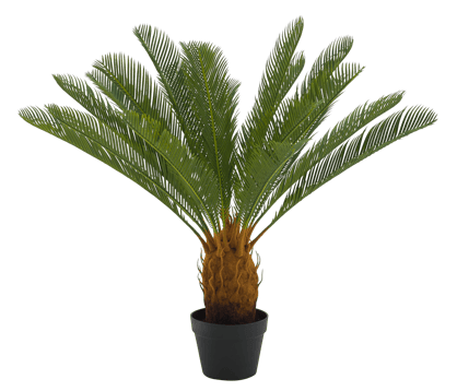 CYCAS Palmeira verde H 80 cm - Ø 78 cm