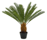 CYCAS Palmboom groen H 80 cm - Ø 78 cm