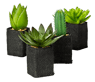 CACTUS Vetplant in pot 4 vormen zwart, groen H 13 cm - Ø 8 cm