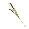 GRASS Hampe de roseau vert Long. 89 cm