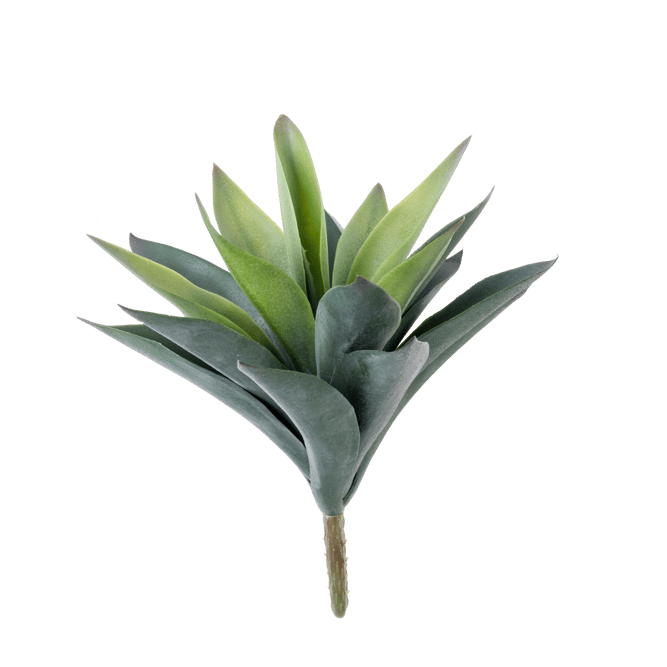 VERA Planta crasa en un palillo verde L 24 cm - Ø 24 cm