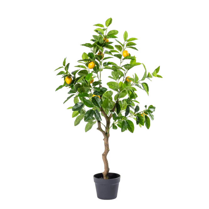 LEMON Citroenboom groen H 100 cm - Ø 55 cm