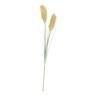 GRASS Panicule de roseau vert Long. 107 cm