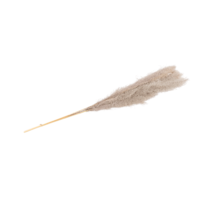 PAMPAS Tiges d'herbe gris H 110 cm